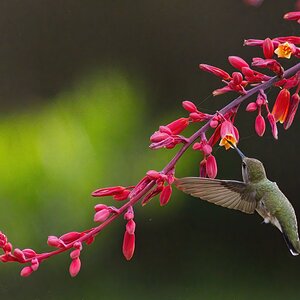 _A8A1566 black-chinned hummingbird Inks Lake SP blind 20210515-DeNoiseAI-severe-noise-SharpenA...jpg