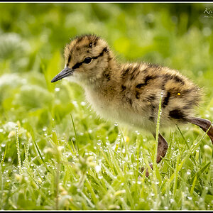 Redshank Chick