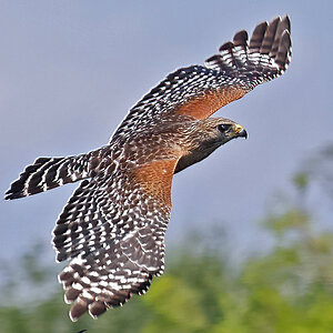 Red Shouldered Hawk.jpg