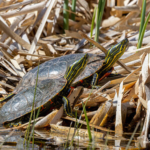 Young Painted Turtles - Grasslands National Park