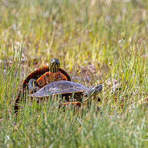 Larger Painted Turtles - Grasslands National Park