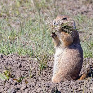 Black-tailed Prairie Dog - Building a Nest.jpg