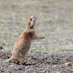Black-tailed Prairie Dog - Sounds the Alarm.jpg