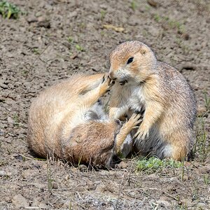 Black-tailed Prairie Dog - Time for Play.jpg