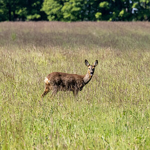Deer-1.jpg