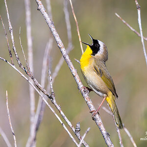 A Common Yellowthroat - Singing for his Mate