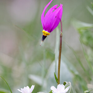 Wildflowers - Shooting Star and two Spring Beauty