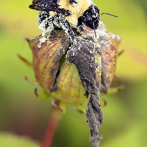 pollenbee3crop2SM.jpg