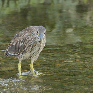 Juvenile Black-crowned Night-Heron (ホシゴイ)