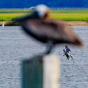 Pelican diving for fish