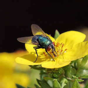 Common Green Bottle-Lucilla serricata.jpg