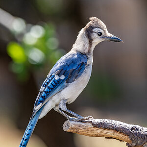 Young blue jay