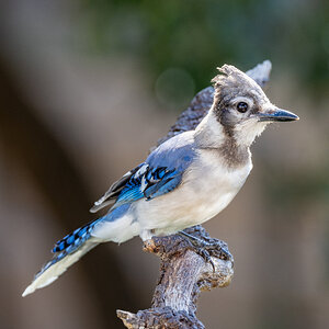 Young blue jay