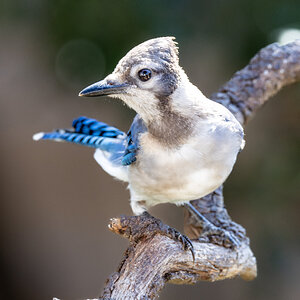 Young blue jay