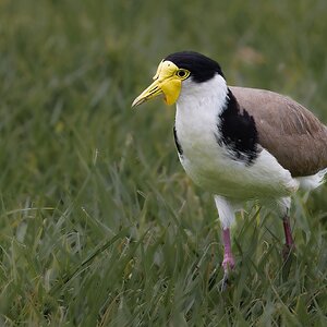 lapwing-m-001-c.jpg