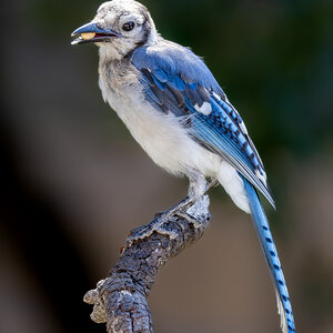 Young Blue Jay