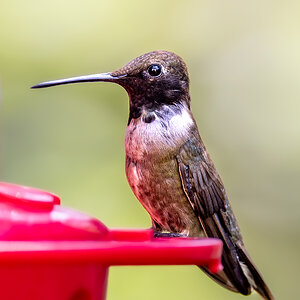 Hummer