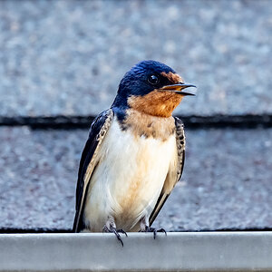 Barn Swallow