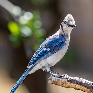 Young Blue Jay