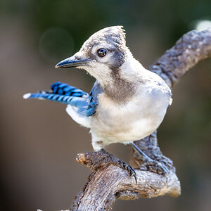 Young Blue Jay