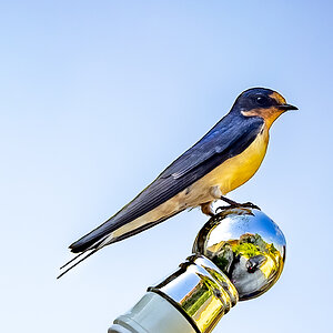 Barn Swallow