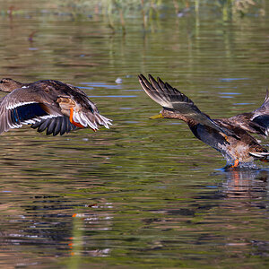Ducks Taking Flight 09-05-2023.jpg