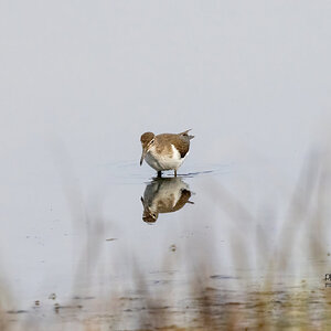 Common Sandpiper R7-019500.jpg