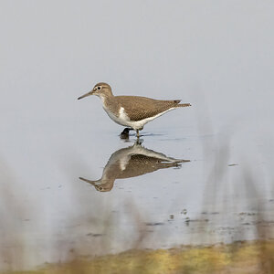 Common Sandpiper R7-019502.jpg