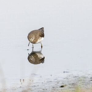 Green Sandpiper R7-019508.jpg