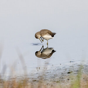 Green Sandpiper R7-019509.jpg