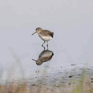 Green Sandpiper R7-019510.jpg