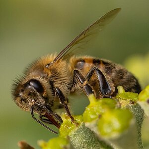Honey Bee (worker).jpg