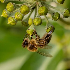 Honey Bee (worker) 2.jpg