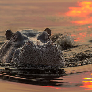 nijlpaard sunset.jpg