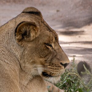 Portrait of a Lioness Denver Zoo (2022).jpg