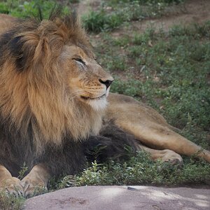 Male Lion at the Denver Zoo.jpg