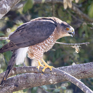 Cooper's Hawk