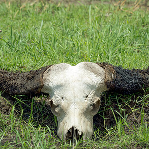 Buffalo Skull.jpg