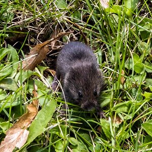 Field Mouse, Cropped