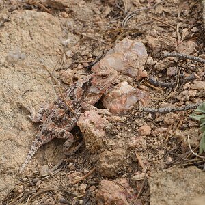 Greater Short-Horned Lizard