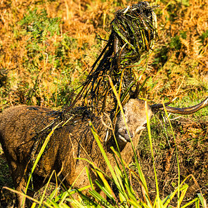 Red stag hair style. The Rut Bushy Park