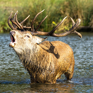 Red Stag