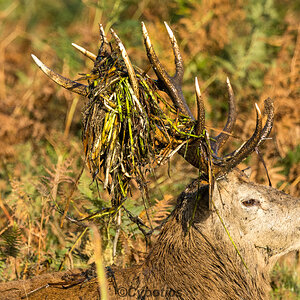 Red Stag