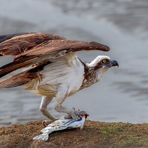 osprey-2023-10-08-090212-f.jpg