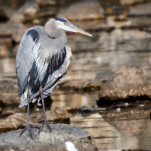 Heron at LR  Dam.jpg