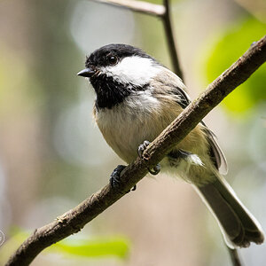 90_11291 Chickadee.jpg