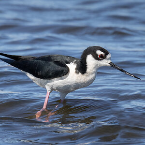 R5_A5390 Black-necked Stilt - FCC.jpg