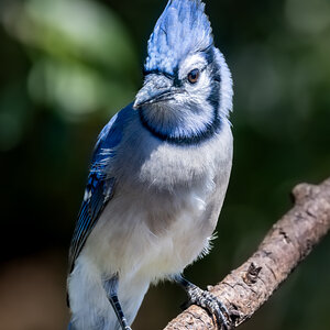 San Antonio Bluejay