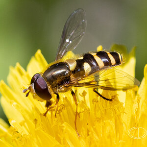 R5_A4935 Hoverfly.jpg
