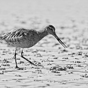 godwit-bw-0001-c.jpg